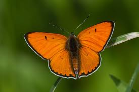 Attēlu rezultāti vaicājumam “Lycaena dispar”