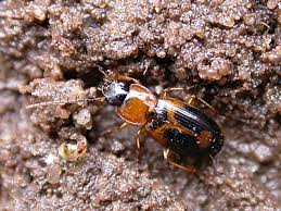 Attēlu rezultāti vaicājumam “Badister bullatus”