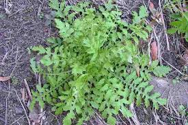 Attēlu rezultāti vaicājumam “Rorippa palustris leaf”