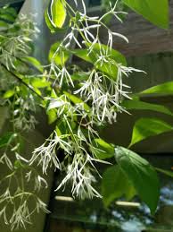 Attēlu rezultāti vaicājumam “Chionanthus virginicus flower”