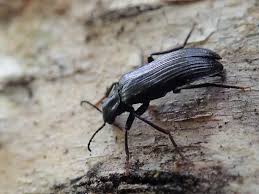 Attēlu rezultāti vaicājumam “Melandrya dubia”