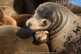 Image result for Zalophus californianus