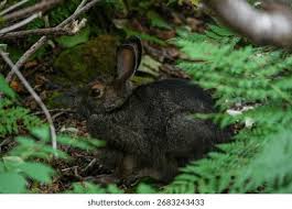 Attēlu rezultāti vaicājumam “Lepus sp.”