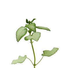 Attēlu rezultāti vaicājumam “Lamium maculatum leaf”