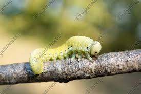 Attēlu rezultāti vaicājumam “Cimbex femoratus”