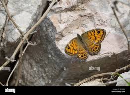 Attēlu rezultāti vaicājumam “Lasiommata megera female”