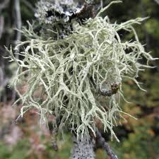 Attēlu rezultāti vaicājumam “Evernia mesomorpha”
