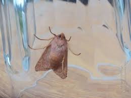 Attēlu rezultāti vaicājumam “Agrochola helvola”