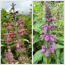 Attēlu rezultāti vaicājumam “Stachys palustris fruit”