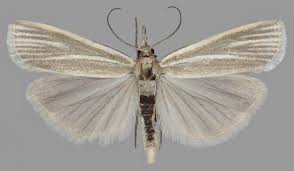 Attēlu rezultāti vaicājumam “Crambus silvella”