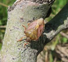 Attēlu rezultāti vaicājumam “Carpocoris purpureipennis”