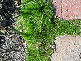 Attēlu rezultāti vaicājumam “Bryum caespiticium”