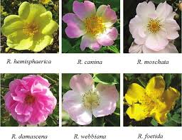 Attēlu rezultāti vaicājumam “Rosa subcanina”