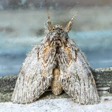 Attēlu rezultāti vaicājumam “Breidleria pratensis”