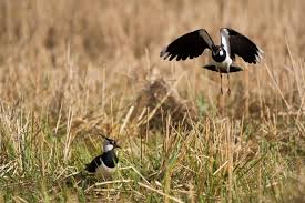 Attēlu rezultāti vaicājumam “Vanellus vanellus”