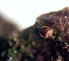 Attēlu rezultāti vaicājumam “Lycogala ustulatum sessile”