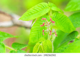 Attēlu rezultāti vaicājumam “Juglans mandshurica female flower”