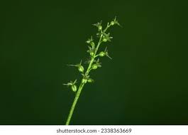 Attēlu rezultāti vaicājumam “Listera cordata fruit”