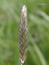 Attēlu rezultāti vaicājumam “Alopecurus pratensis”