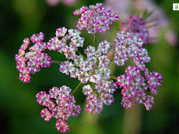 Attēlu rezultāti vaicājumam “Carum carvi flower”