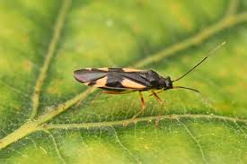 Attēlu rezultāti vaicājumam “Dryophilocoris flavoquadrimaculatus”