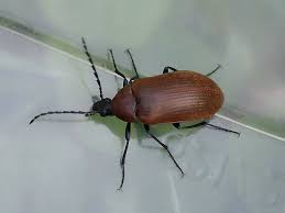 Attēlu rezultāti vaicājumam “Pseudocistela ceramboides”