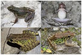 Attēlu rezultāti vaicājumam “Ranidae”