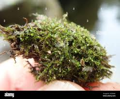 Attēlu rezultāti vaicājumam “Blepharostoma trichophyllum”