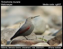 Image result for Tichodroma muraria