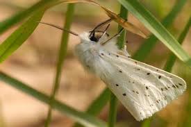 Attēlu rezultāti vaicājumam “Spilosoma lubricipeda”