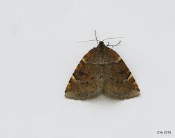 Attēlu rezultāti vaicājumam “Epirranthis diversata”