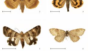 Attēlu rezultāti vaicājumam “Notodontidae”