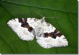 Attēlu rezultāti vaicājumam “Xanthorhoe montanata”