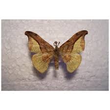 Attēlu rezultāti vaicājumam “Drepanidae”