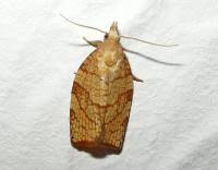 Attēlu rezultāti vaicājumam “Pandemis corylana”