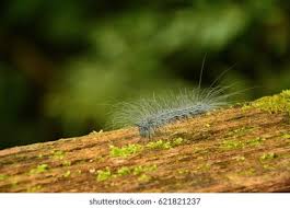 Attēlu rezultāti vaicājumam “Ceramica pisi larva”