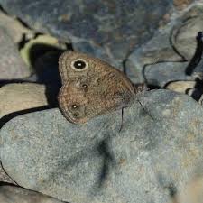 Attēlu rezultāti vaicājumam “Dianema nivale sessile”