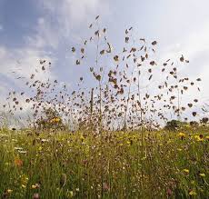 Attēlu rezultāti vaicājumam “Briza media flower”