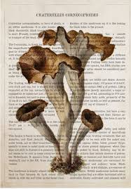 Attēlu rezultāti vaicājumam “Cratarellus cornucopioides”