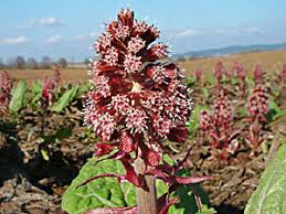 Image result for Petasites officinalis