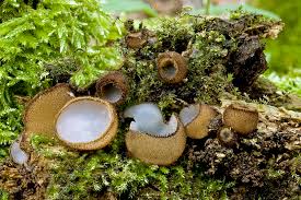 Attēlu rezultāti vaicājumam “Humaria hemisphaerica”