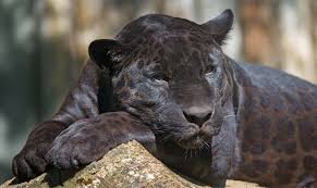 Afbeeldingsresultaat voor panters