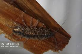 Attēlu rezultāti vaicājumam “Asellus aquaticus”