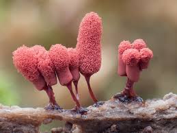 Attēlu rezultāti vaicājumam “Stemonitis flavogenita macro”