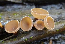 Attēlu rezultāti vaicājumam “Myriosclerotinia scirpicola”