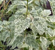 Attēlu rezultāti vaicājumam “Acer pseudoplatanus fo. purpurascens leaf”