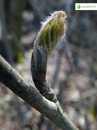 Attēlu rezultāti vaicājumam “Sorbus aucuparia bud”