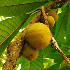 Attēlu rezultāti vaicājumam “Elymus caninus fruit”