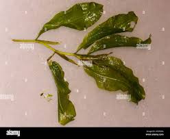 Attēlu rezultāti vaicājumam “Potamogeton lucens leaf”