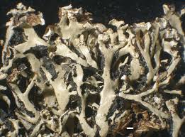 Attēlu rezultāti vaicājumam “Hypogymnia vittata”